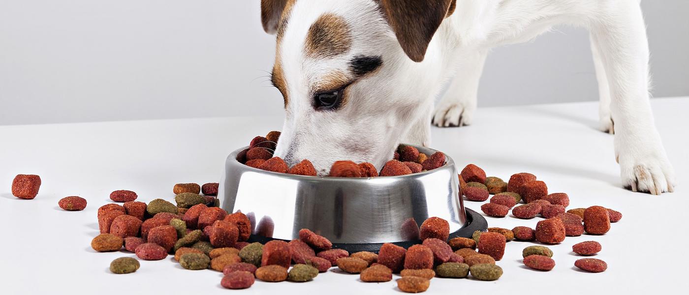 Myths About Dog Food