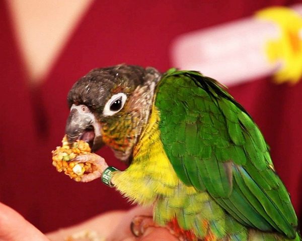 What Should You Feed Your Pet Bird
