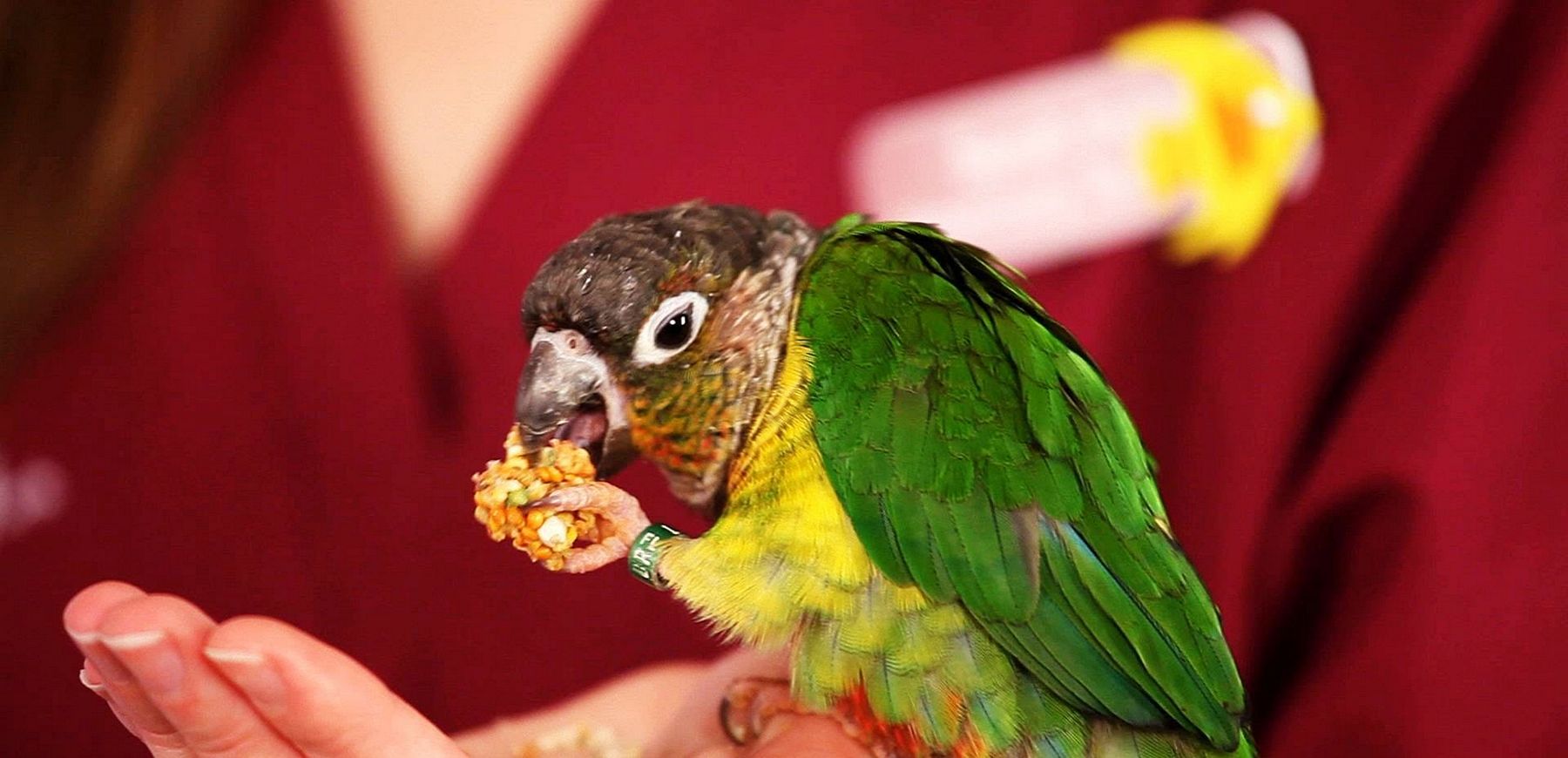 What Should You Feed Your Pet Bird